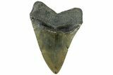 Serrated, Fossil Megalodon Tooth - North Carolina #311694-2